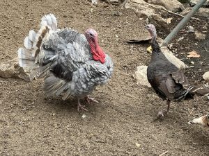 Си ръководи дипломацията на Китай, за да постави началото на нова глава в бурния свят