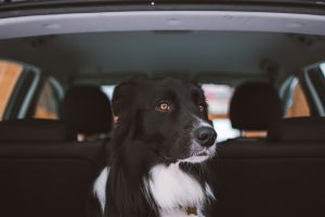 The Best Hotels and Activities for Pet-Friendly Getaways in Yorkshire