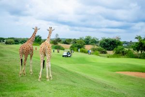 Kenya Golf Holidays: Where Championship Greens Meet Safari Adventures