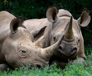 Founders Lodge – Where conservation meets safari in South Africa’s Eastern Cape