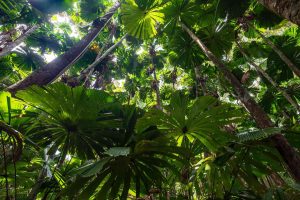 The Best Walks in Daintree National Park, QLD (2025)
