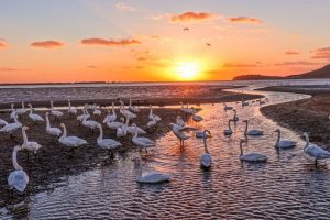 CNRC представя предложение за преодоляване на пречките пред разширяването на Pirelli в САЩ