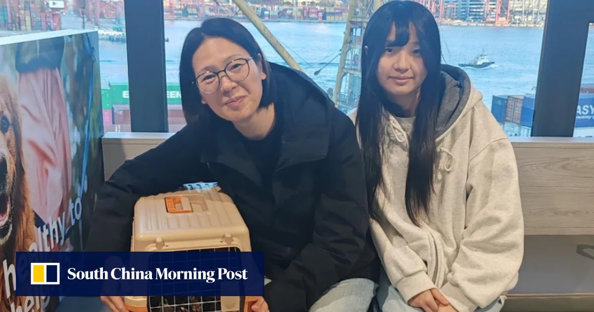 Две котки открити месец след пожара в Тай По