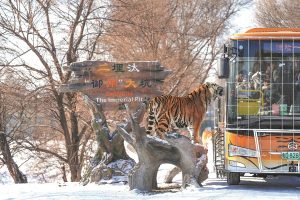 Сибирските тигри на Park получават програма за „гладно гладуване“.